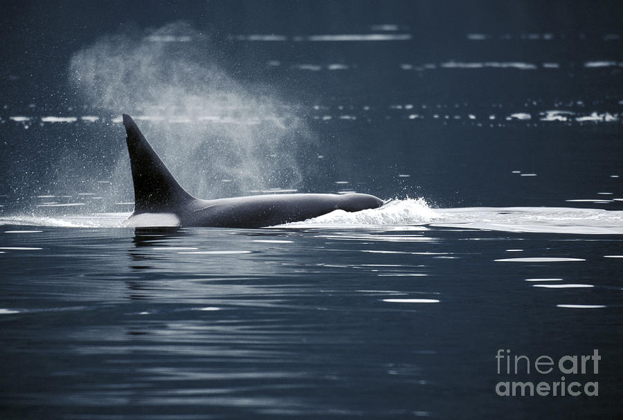 Killer Whale #1 Photograph by Ron Sanford