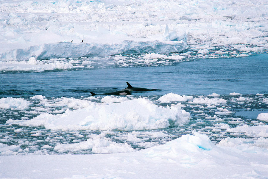Killer Whales #1 Photograph by A.b. Joyce