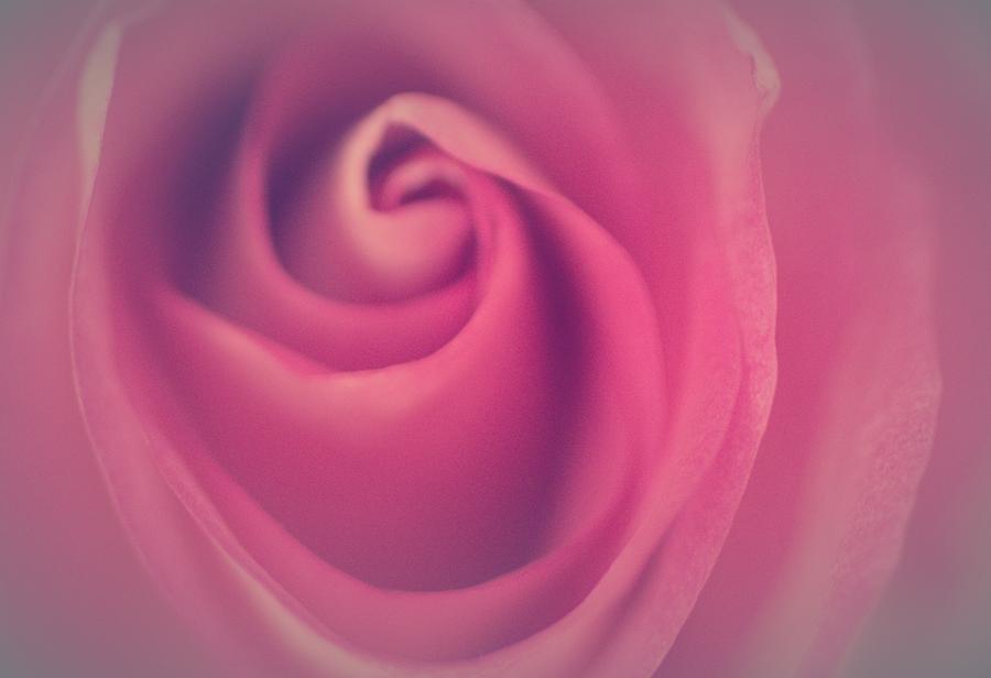 Rose Photograph - Kindhearted by The Art Of Marilyn Ridoutt-Greene