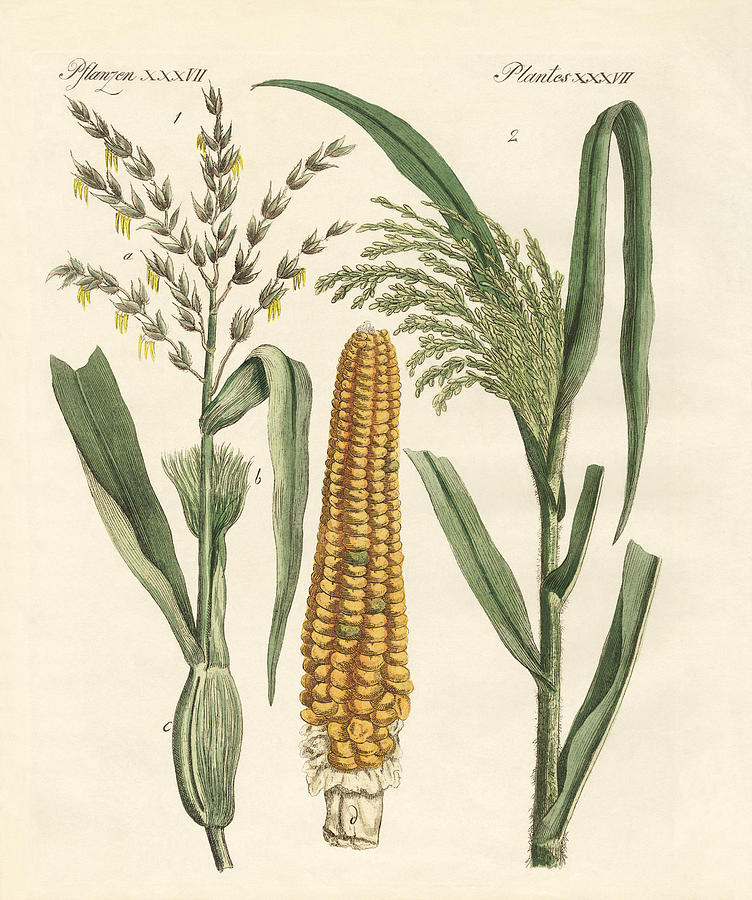 Kinds of corns Drawing by Splendid Art Prints - Fine Art America