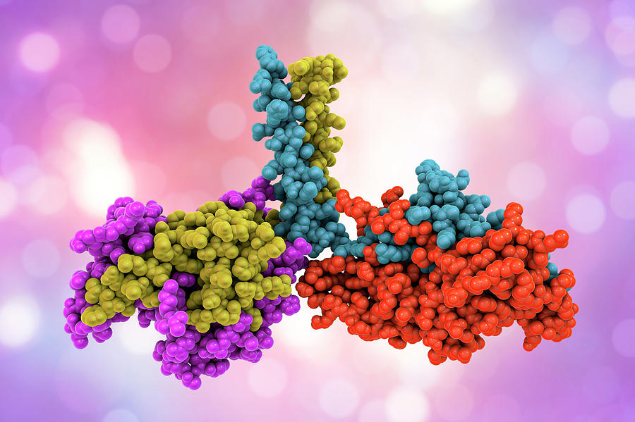 Kinesin Motor Protein Dimer Photograph by Kateryna Kon/science Photo