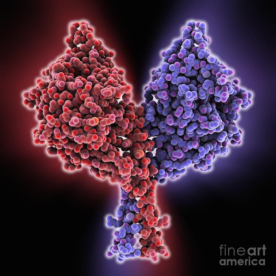 kinesin-motor-protein-photograph-by-laguna-design-pixels