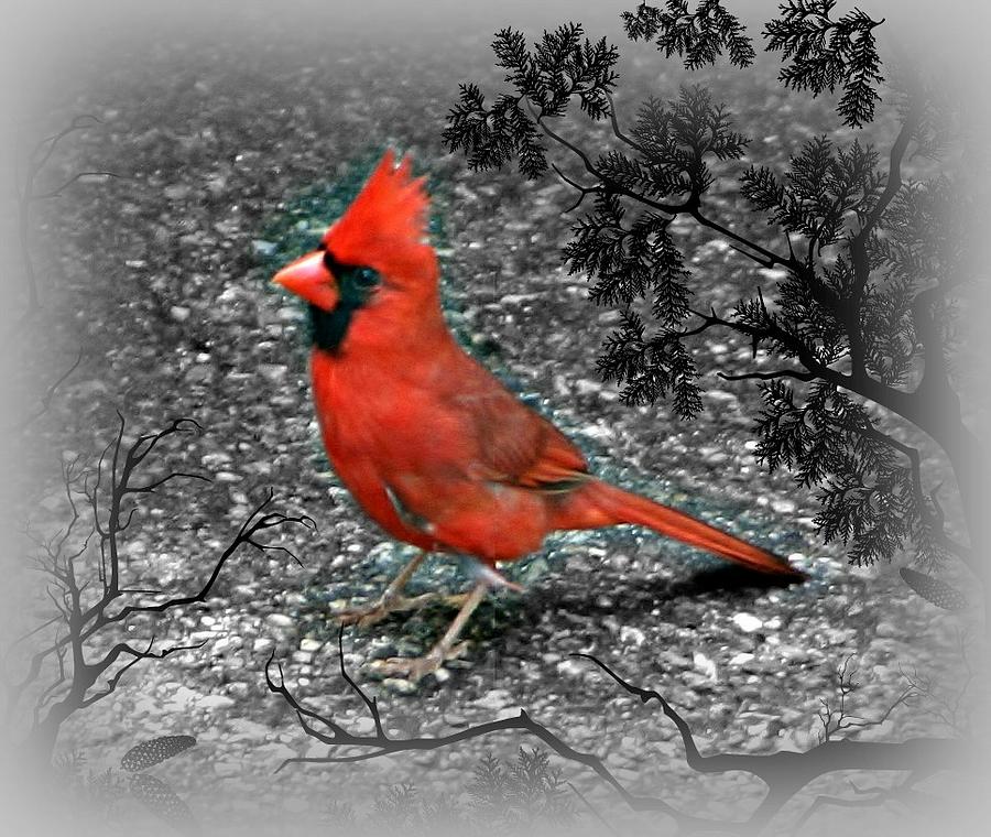 King Cardinal #1 Photograph by Barbara S Nickerson
