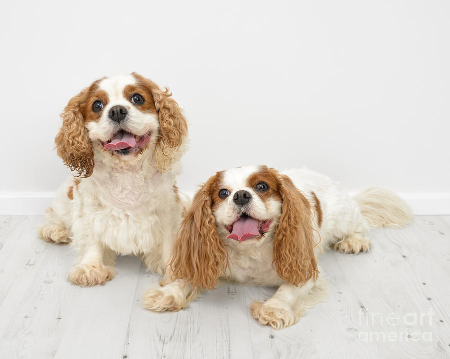 Dog Photograph - King Charles Spaniel Dogs #1 by Amanda Elwell