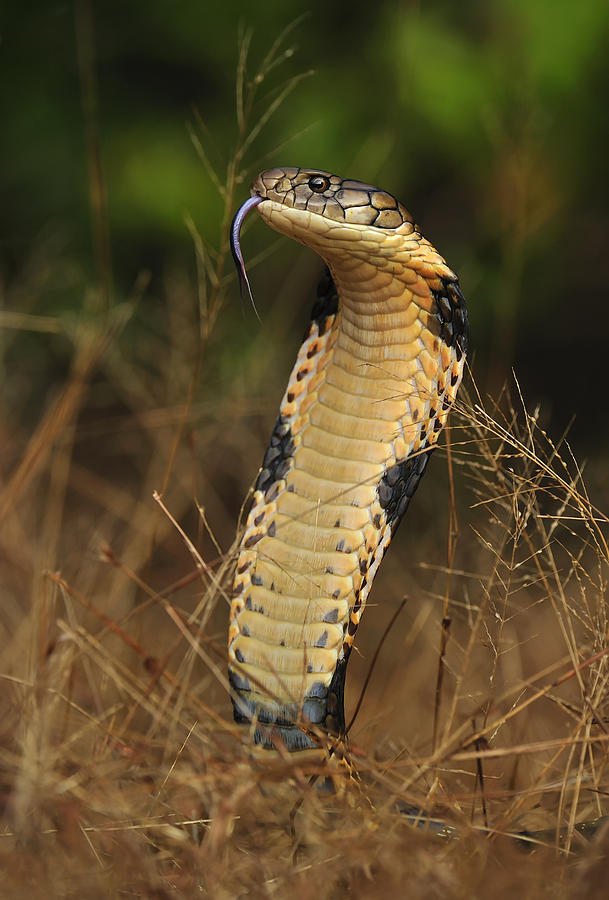King Cobra Agumbe Rainforest India #1 Photograph by Thomas Marent