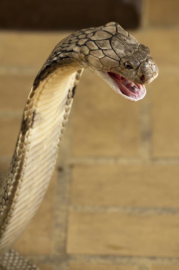 King Cobra #1 Photograph by Dave Stamboulis Travel Photography
