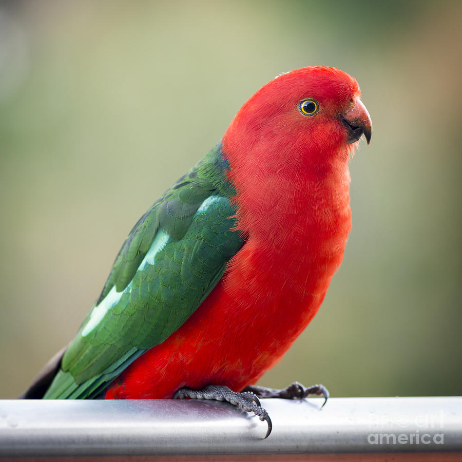 Parrot Photograph - King Parrot #1 by THP Creative