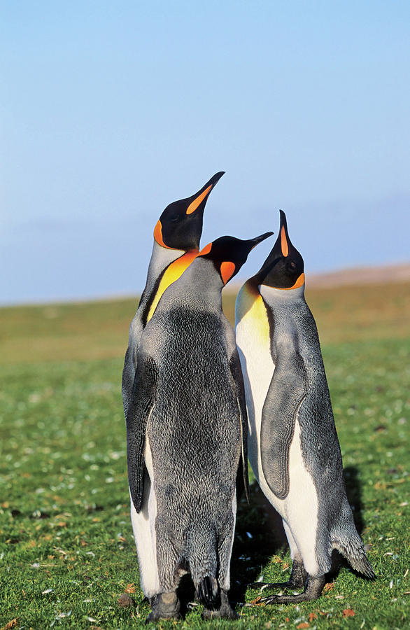 Animal Photograph - King Penguin (aptenodytes Patagonica #1 by Martin Zwick