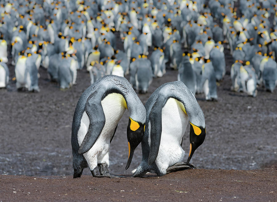 Penguin Photograph - King Penguin (aptenodytes Patagonicus #1 by Martin Zwick