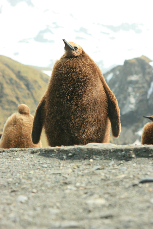 King Penguin Chick #1 Photograph by Amanda Stadther