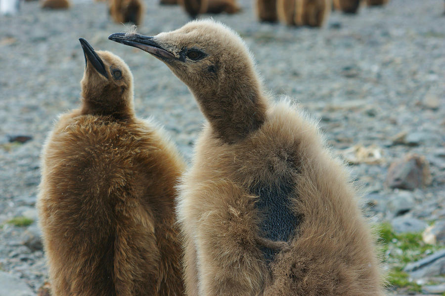 King Penguin Chicks #1 Photograph by Amanda Stadther