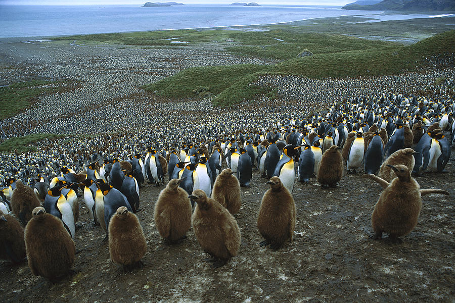 King Penguin Colony South Georgia Isl #1 Photograph by Colin Monteath