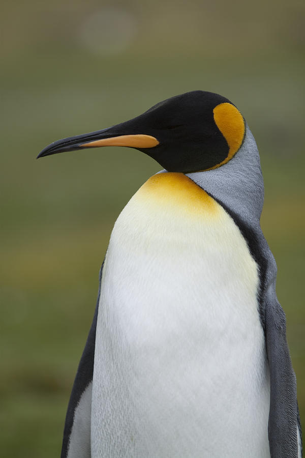 King Penguin Profile Photograph by David Schutt | Fine Art America