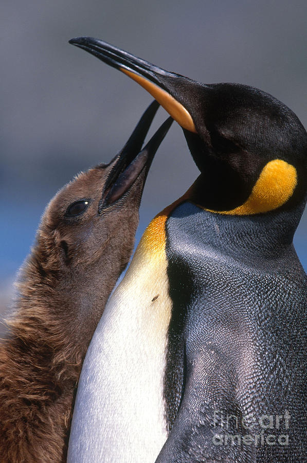 Emperor Penguin And Hungry Chick Portable Battery Charger by Jean-Louis  Klein & Marie-Luce Hubert - Fine Art America