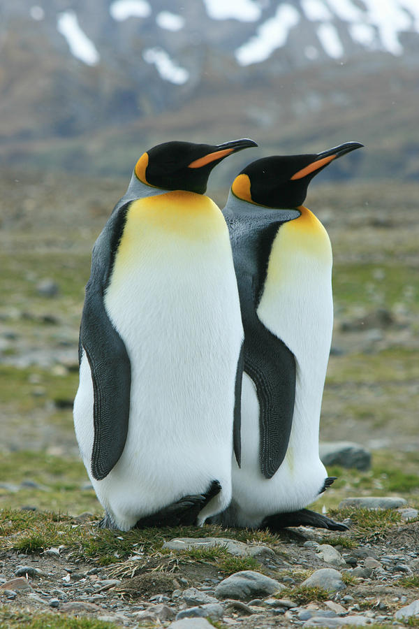 King Penguins #10 Photograph by Amanda Stadther