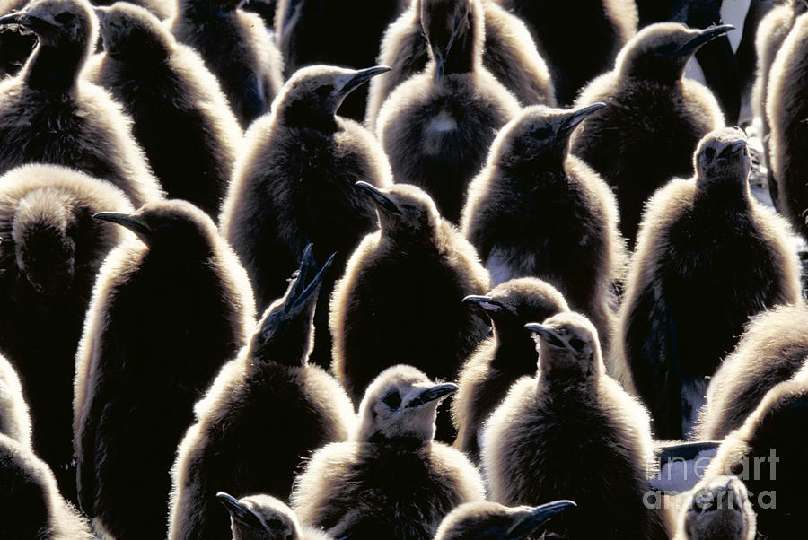 King Penguins Aptenodytes Patagonicus #1 Photograph by Art Wolfe