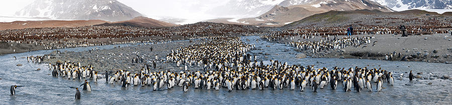 Penguin Photograph - King Penguins Aptenodytes Patagonicus #1 by Panoramic Images