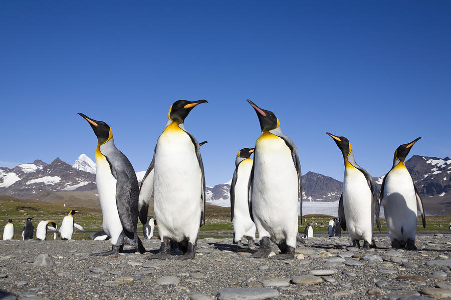 King Penguins St Andrews Bay South #1 Photograph by Konrad Wothe