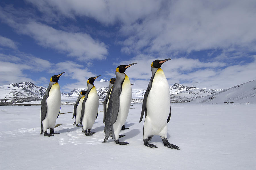 King Penguins St Andrews Bay, South Photograph by Malcolm Schuyl