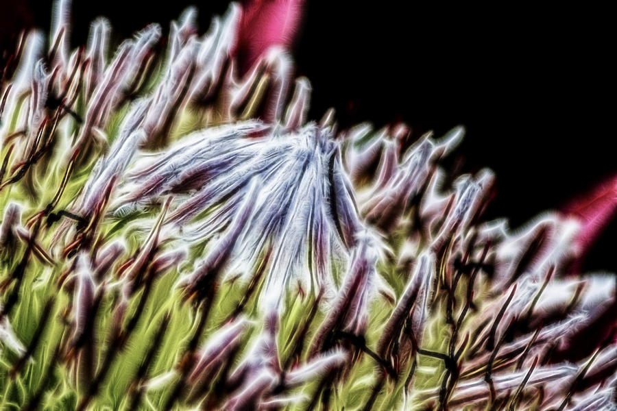 King Protea #1 Digital Art by Photographic Art by Russel Ray Photos