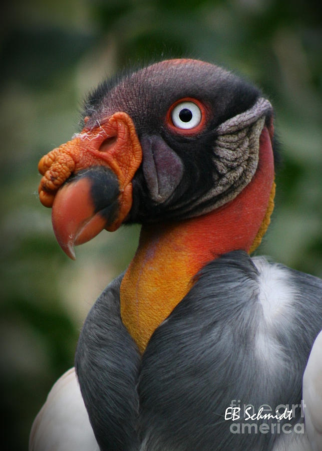 Bird Photograph - King Vulture #1 by E B Schmidt