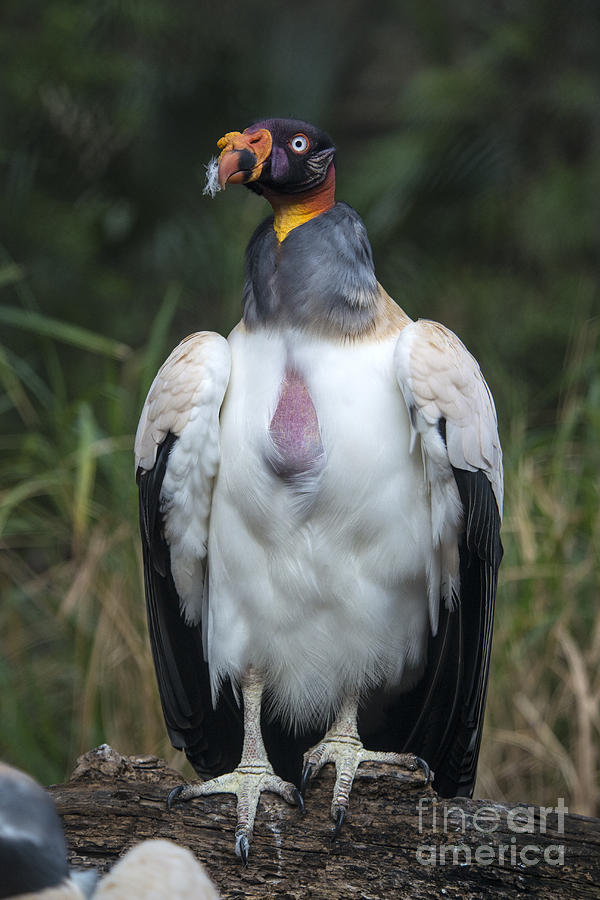 King Vulture #1 Photograph by Mark Newman