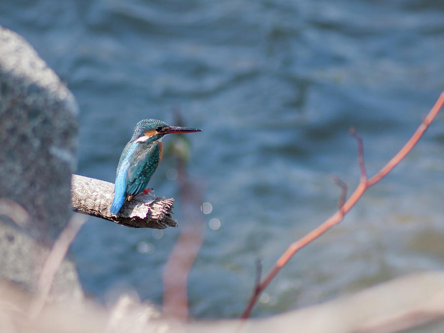 Kingfisher Bird #1 Photograph by Polotan