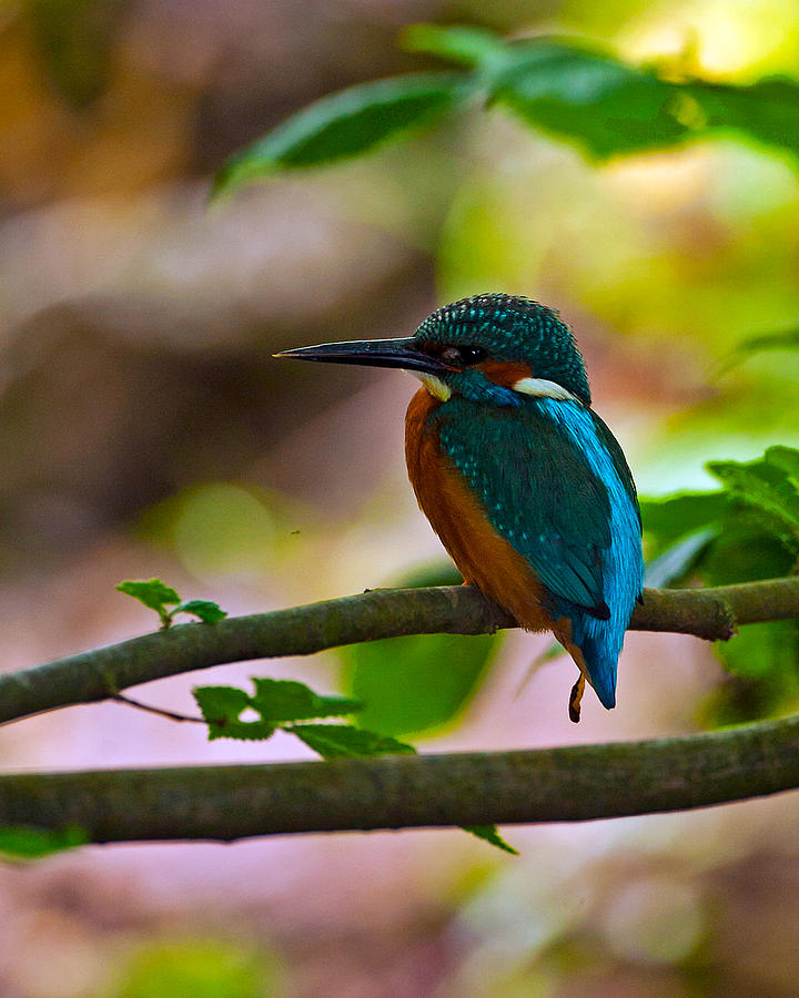 Kingfisher #1 Photograph by Paul Scoullar