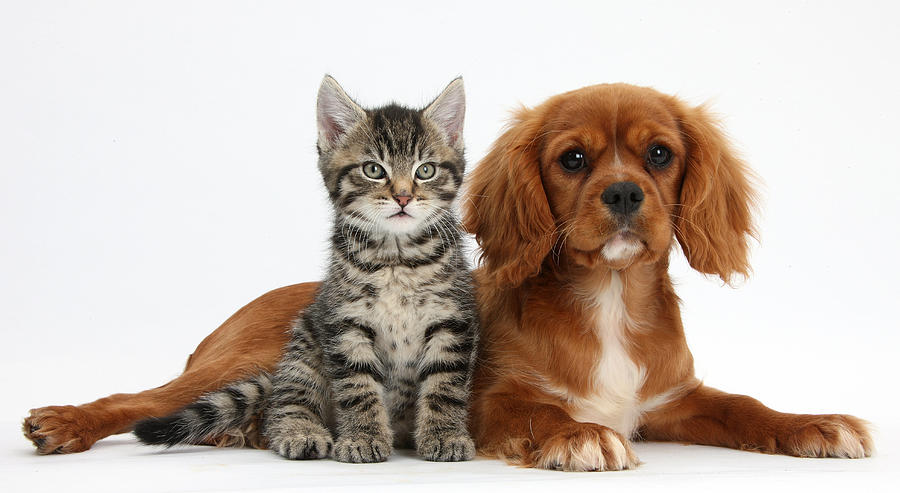 Kitten And Dog #1 Photograph by Mark Taylor Kitten And Dog #1 Photograph by Mark Taylor
