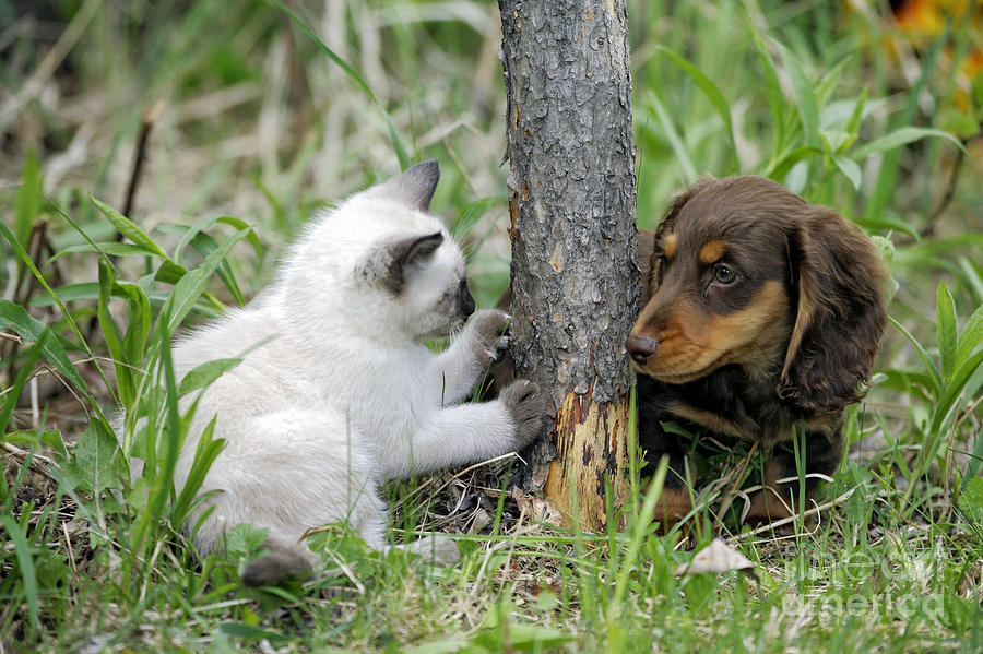 Kitten And Puppy Playing #2 Photograph by Rolf Kopfle