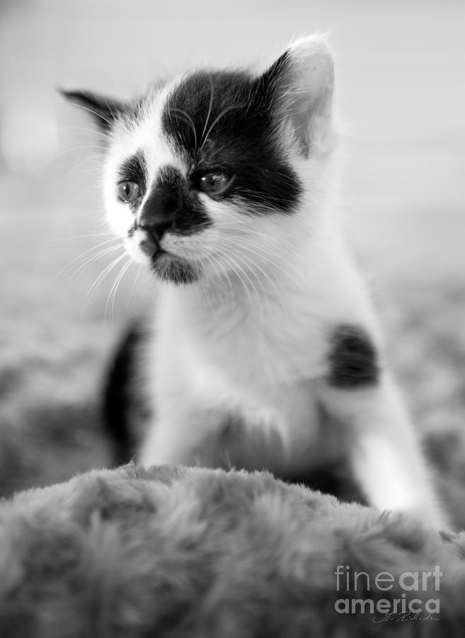 Copyright Owner Photograph - Kitten dreaming #1 by Iris Richardson