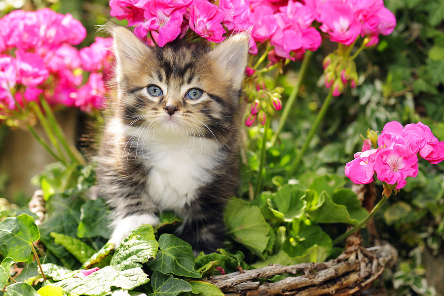 Kitten In Flowers #1 Photograph by John Daniels