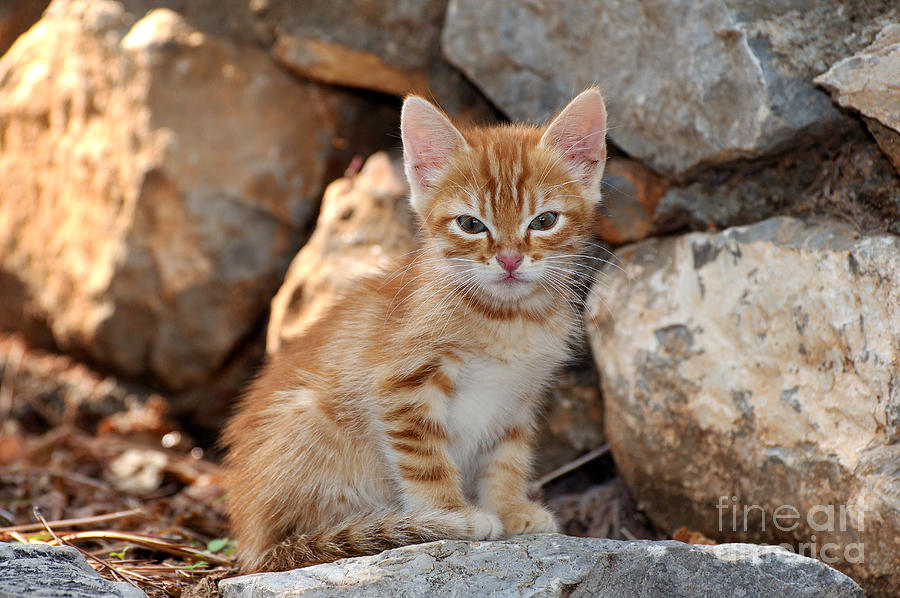 Greek Photograph - Kitten in Hydra island #2 by George Atsametakis
