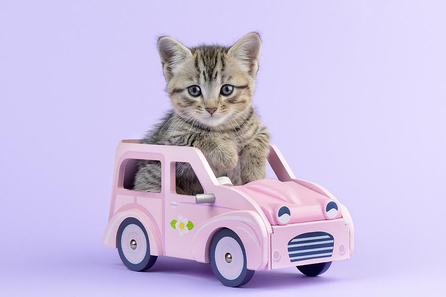 Cat Photograph - Kitten In Pink Car #1 by MGL Meiklejohn Graphics Licensing