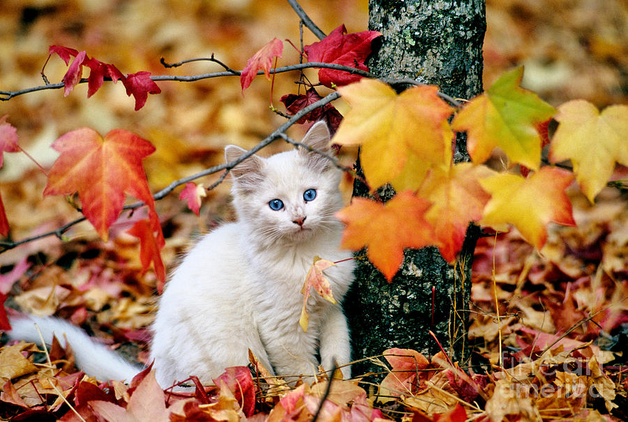 Fall Photograph - Kitten #2 by Inga Spence