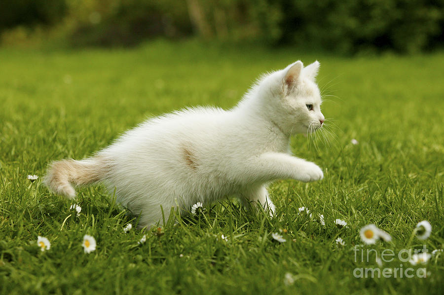 Kitten Playing In Grass #1 Photograph by Jean-Michel Labat