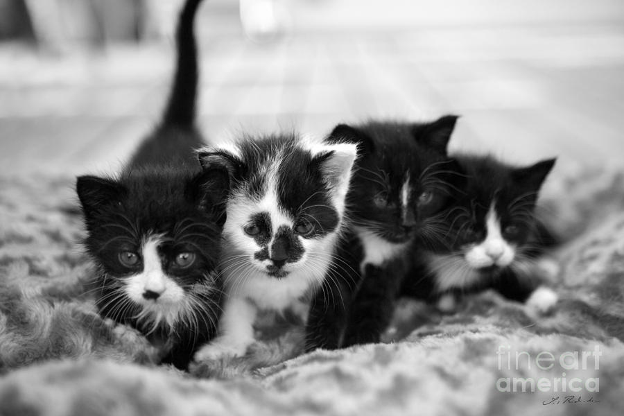 Copyright Owner Photograph - Kitten Sisters #1 by Iris Richardson