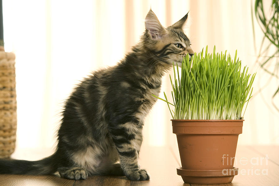 Kitten With Cat Grass #1 Photograph by Jean-Michel Labat