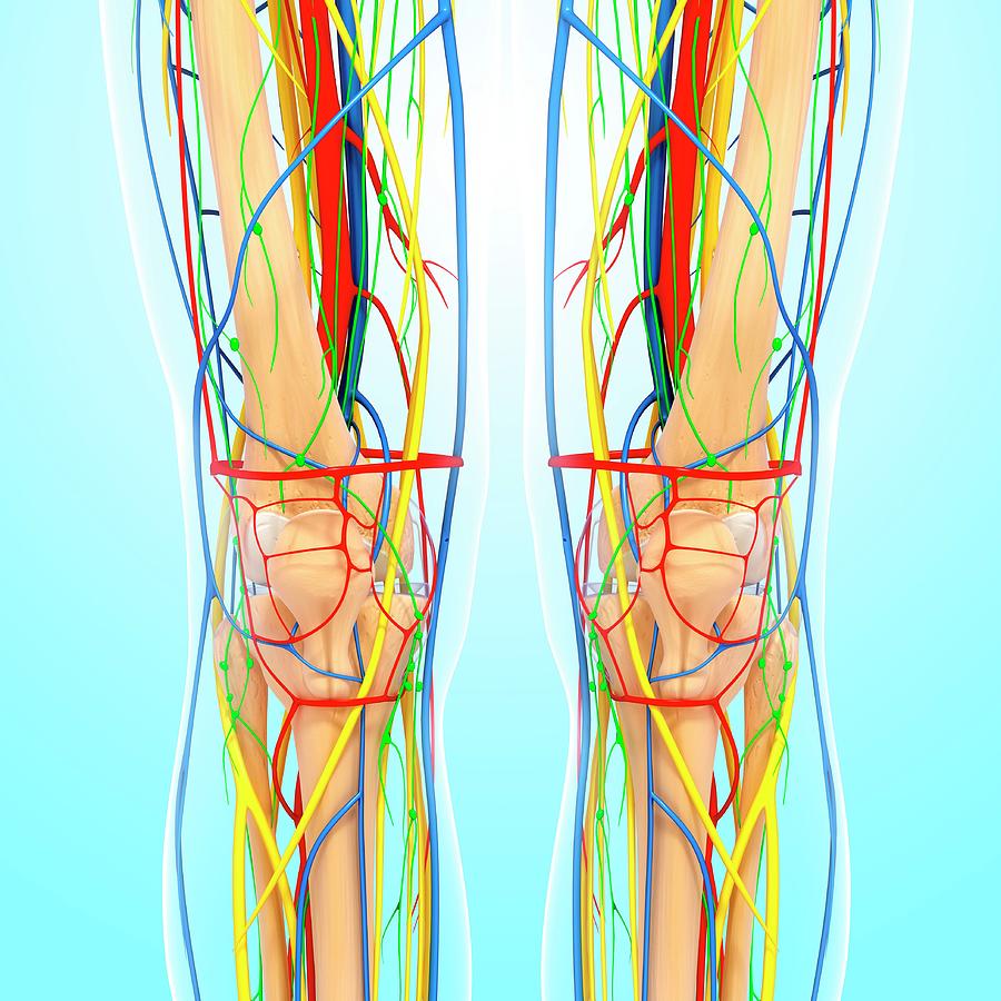 Knee Anatomy Photograph by Pixologicstudio/science Photo Library - Fine ...