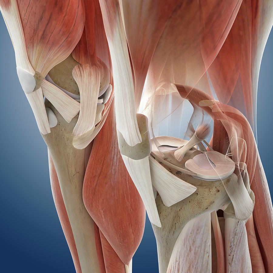 Knee Anatomy Photograph by Springer Medizin/science Photo Library