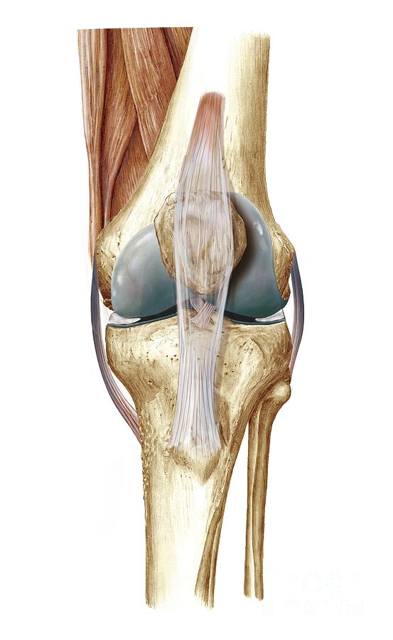 Коленный сустав анатомия связки надколенника