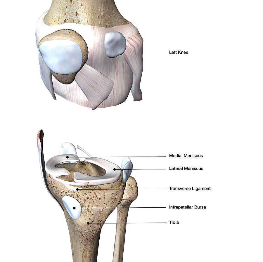 Knee Joint 3871