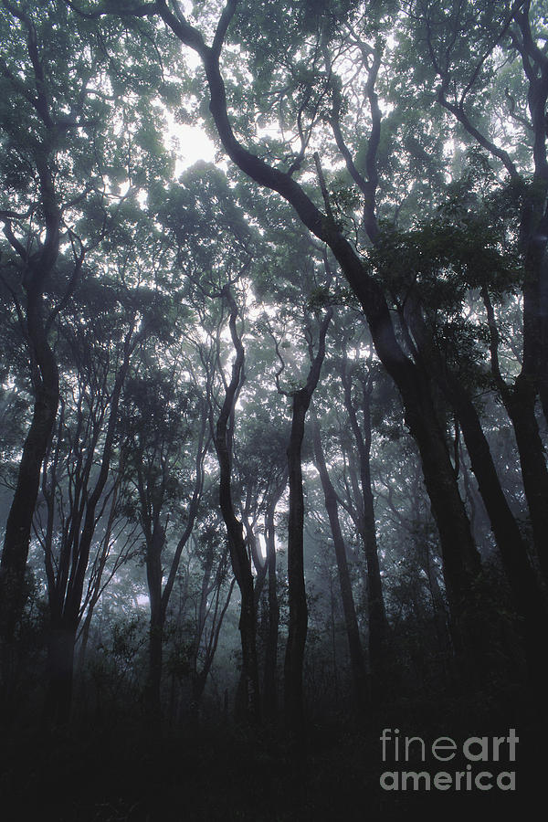 Koa Forest #1 Photograph by Art Wolfe