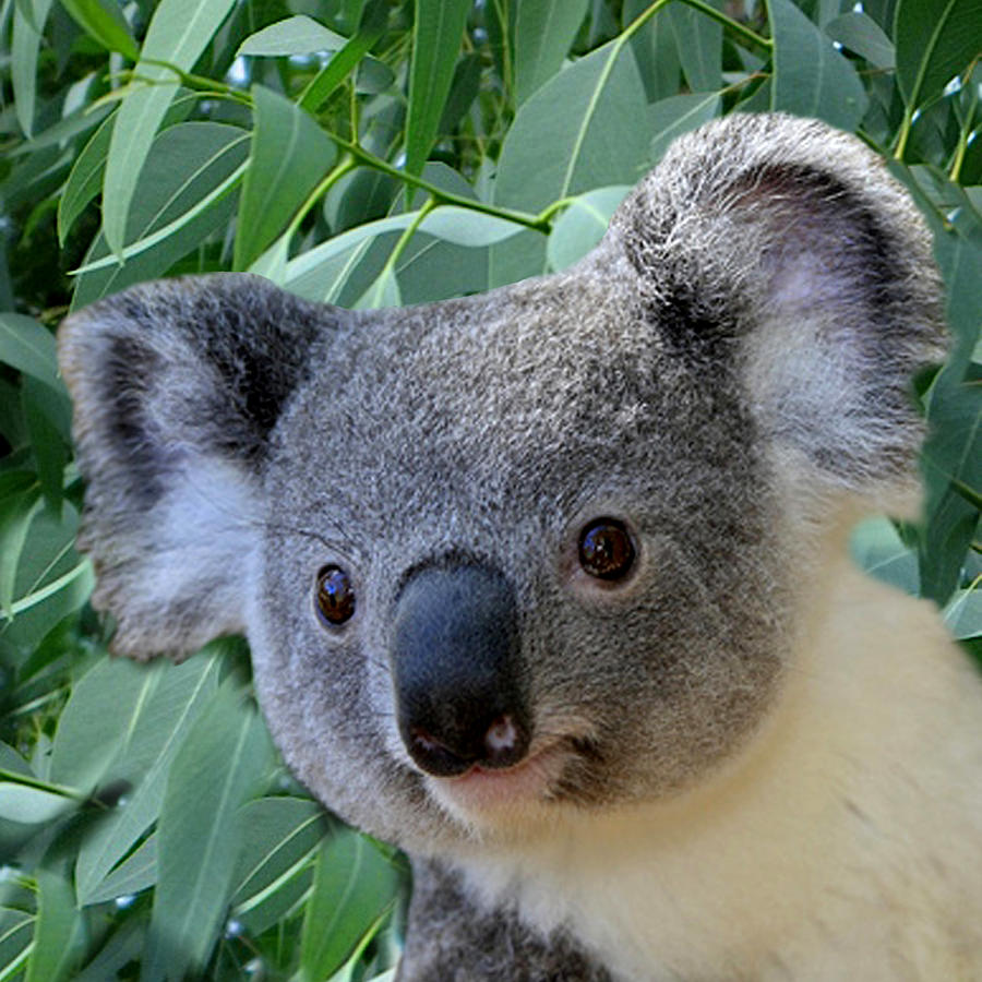 Едят ли коалы. Коала на эвкалипте. Эвкалиптовая Панда. Коала ареал. Мишка коала ест эвкалипт.