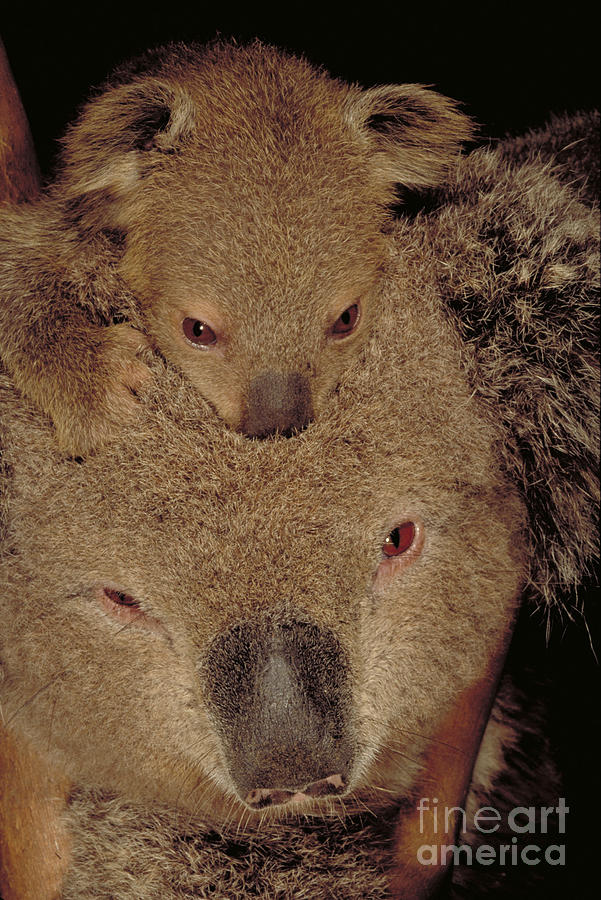 Koala #1 Photograph by Art Wolfe