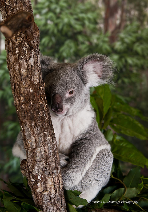 koala Bear #1 Photograph by Winston D Munnings