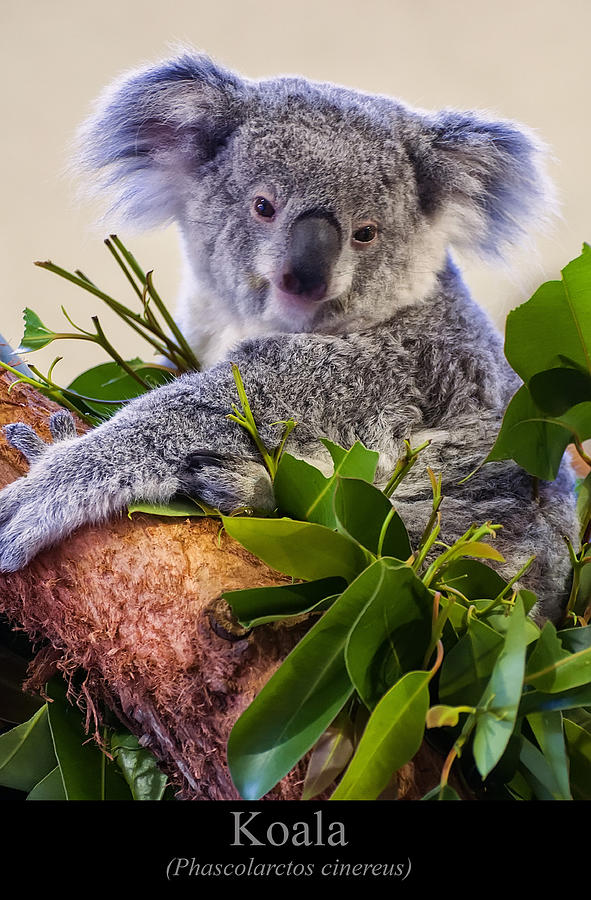 Koala Digital Art - Koala #2 by Flees Photos