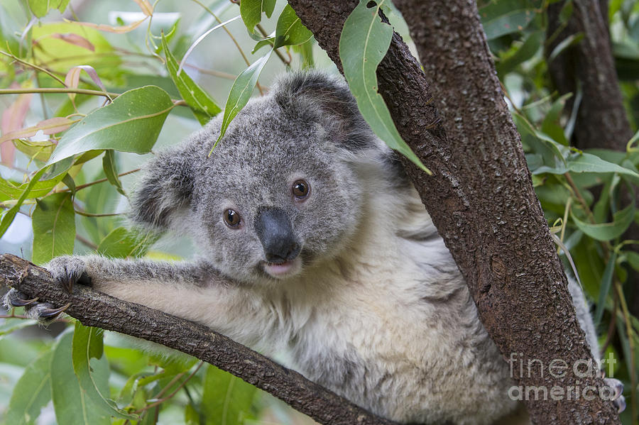 Animal Photograph - Koala Joey Australia #2 by Suzi Eszterhas