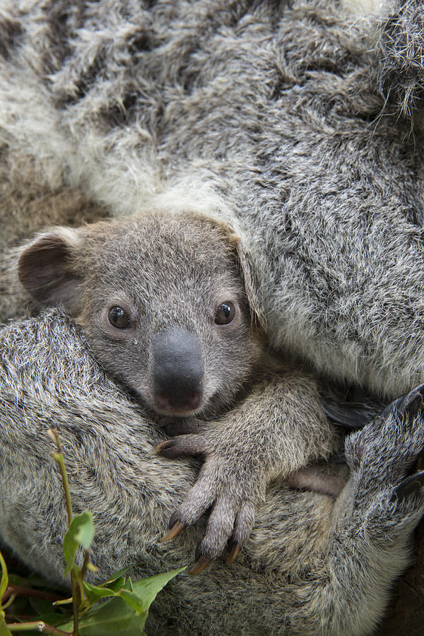 Koala Joey In Mothers Arms Australia #1 Photograph by Suzi Eszterhas