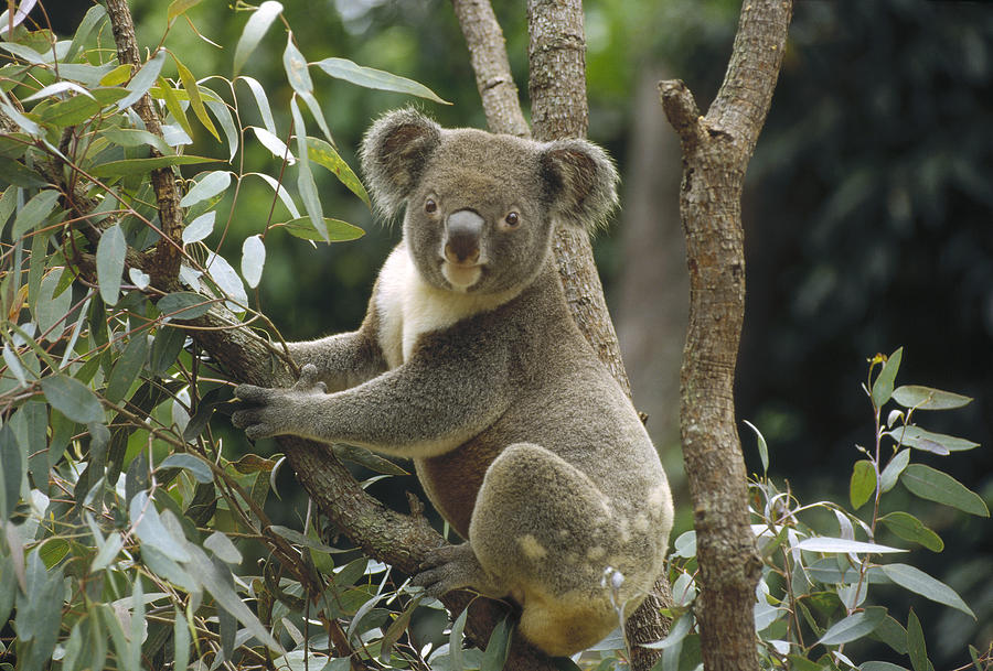 Koala Male In Eucalyptus Australia #1 Photograph by Gerry Ellis